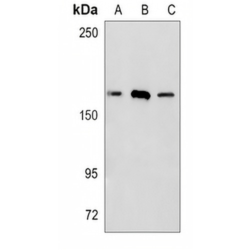 BAG6 Rabbit Monoclonal Antibody(C821)