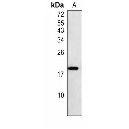 EIF1AX Rabbit Monoclonal Antibody(C822)