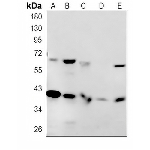 DCAF7 Rabbit Monoclonal Antibody(C828)
