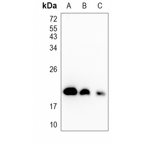 ARF1 Rabbit Monoclonal Antibody(C832)