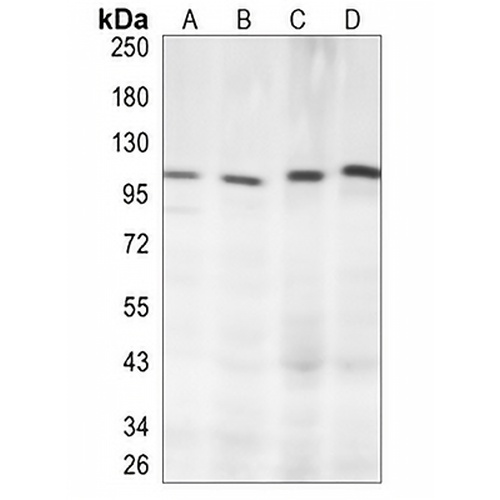 PDE4B Rabbit Monoclonal Antibody(C835)