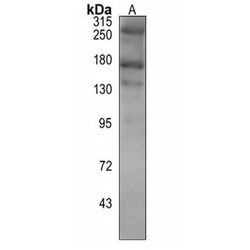 ACC alpha/beta Rabbit Monoclonal Antibody(C837)