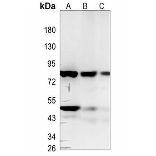Periostin Rabbit Monoclonal Antibody(C841)