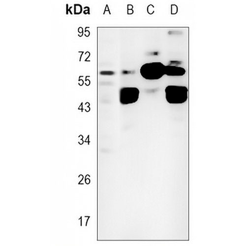 Occludin Rabbit Monoclonal Antibody(C846)