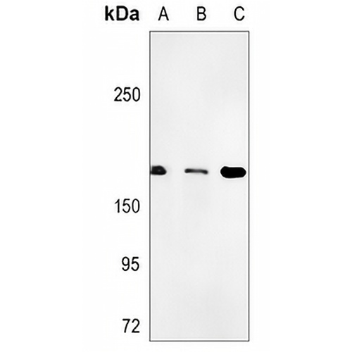 BAF155 Rabbit Monoclonal Antibody(C852)