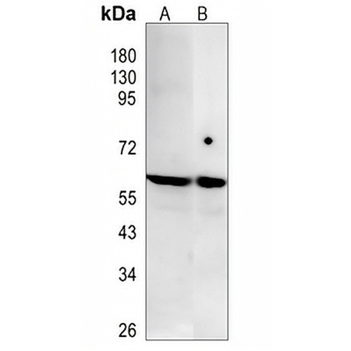 BAF57 Rabbit Monoclonal Antibody(C853)