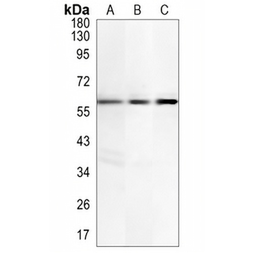 CRMP-5 Rabbit Monoclonal Antibody(C857)