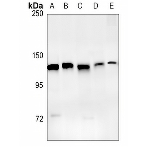 Exportin 5 Rabbit Monoclonal Antibody(C858)