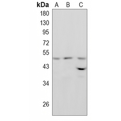 PIST Rabbit Monoclonal Antibody(C860)