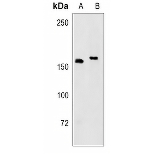 CD280 Rabbit Monoclonal Antibody(C864)