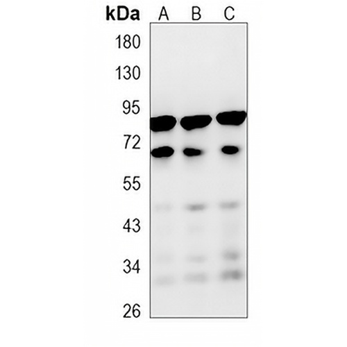 ASH2L Rabbit Monoclonal Antibody(C865)