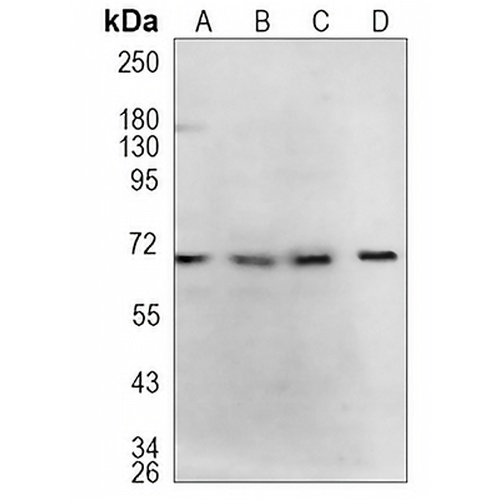 GABRA5 Rabbit Monoclonal Antibody(C869)
