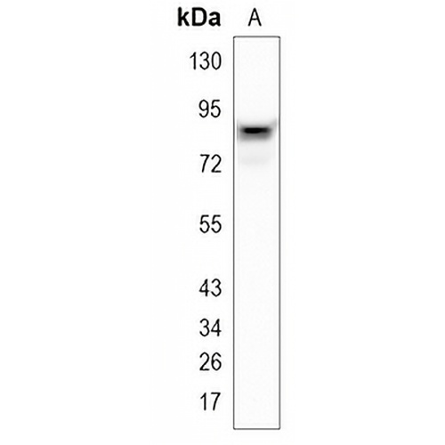SUN2 Rabbit Monoclonal Antibody(C870)