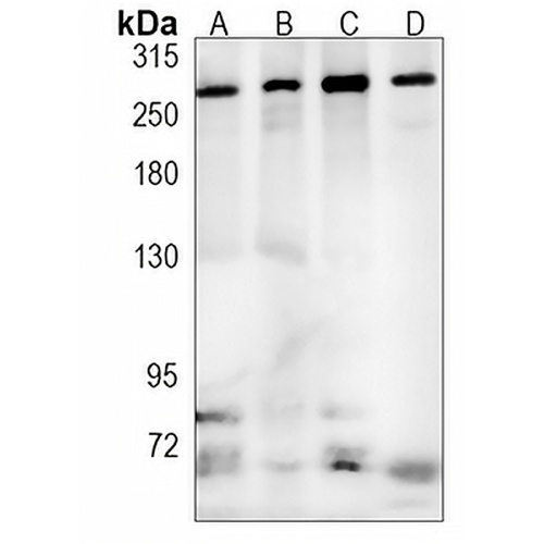 PRPF8 Rabbit Monoclonal Antibody(C876)