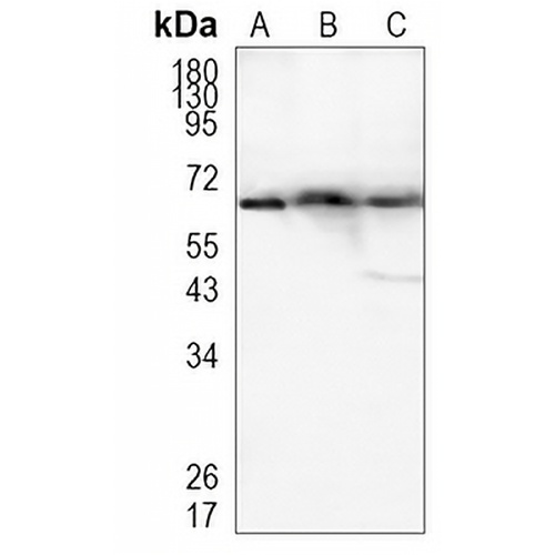 FUS Rabbit Monoclonal Antibody(C894)