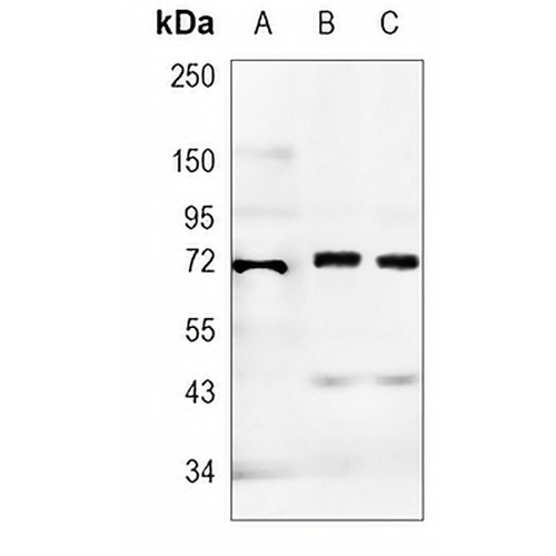 TPBG Rabbit Monoclonal Antibody(C904)