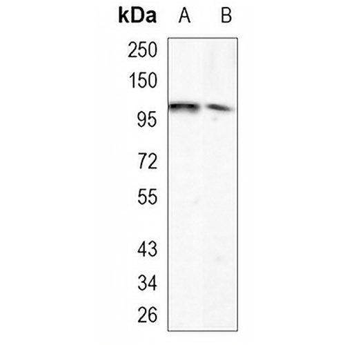 ARHGAP26 Rabbit Monoclonal Antibody(C909)