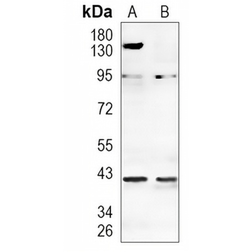 PRMT1 Rabbit Monoclonal Antibody(C913)