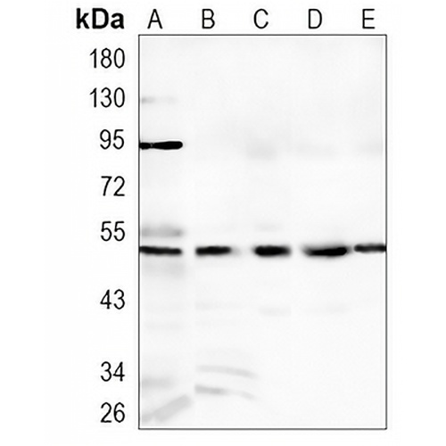 SMAD3 Rabbit Monoclonal Antibody(C917)