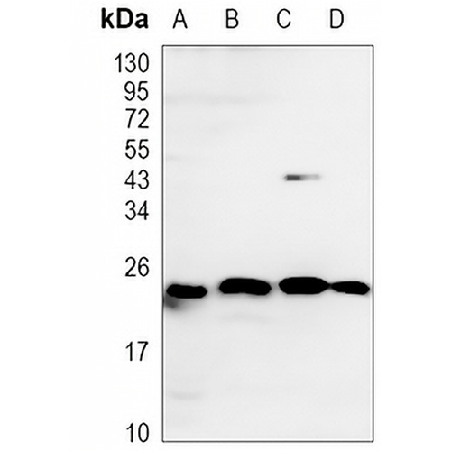 RhoA Rabbit Monoclonal Antibody(C918)