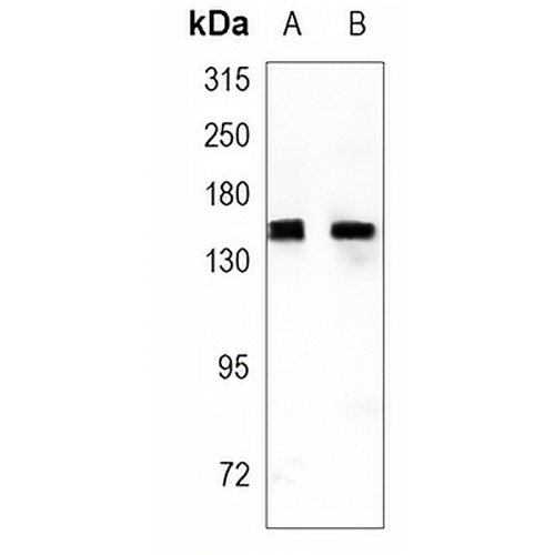 XDH Rabbit Monoclonal Antibody(C932)