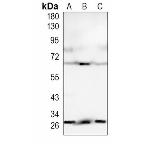 BCL2A1 Rabbit Monoclonal Antibody(C935)
