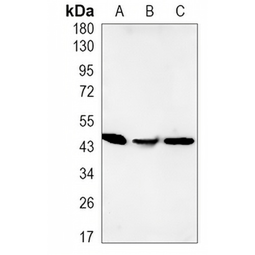 CD274 Rabbit Monoclonal Antibody(C936)