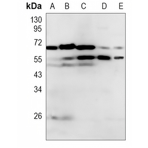 IRF7 Rabbit Monoclonal Antibody(C940)