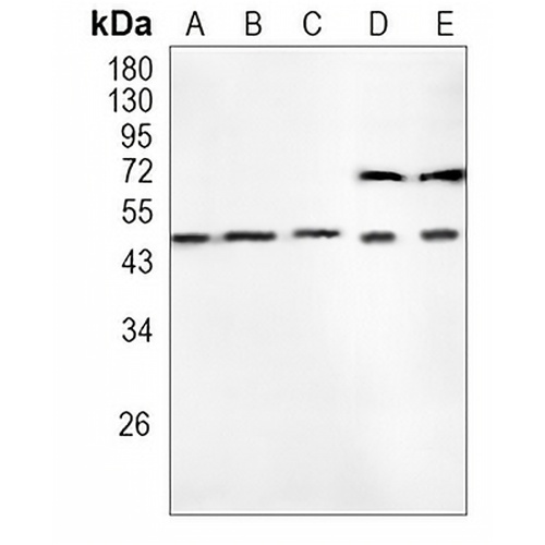 CCR3 Rabbit Monoclonal Antibody(C943)