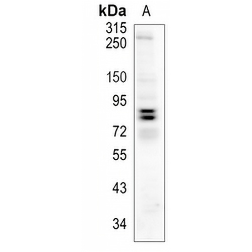 MS4A14 Rabbit Monoclonal Antibody(C944)