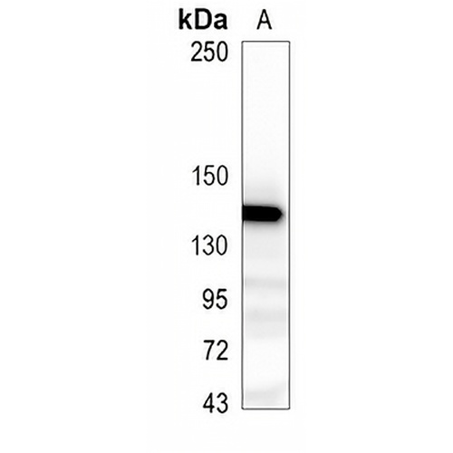 Cadherin-pan Rabbit Monoclonal Antibody(C950)