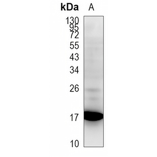 Histone H2A Rabbit Monoclonal Antibody(C951)