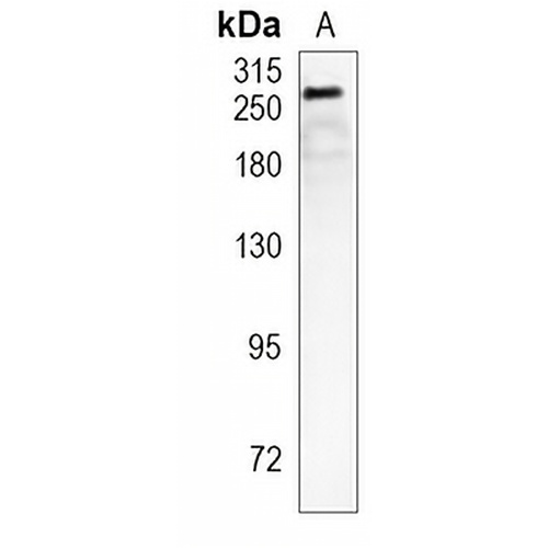 CHD3 Rabbit Monoclonal Antibody(C952)