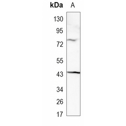 Homer Rabbit Monoclonal Antibody(C954)