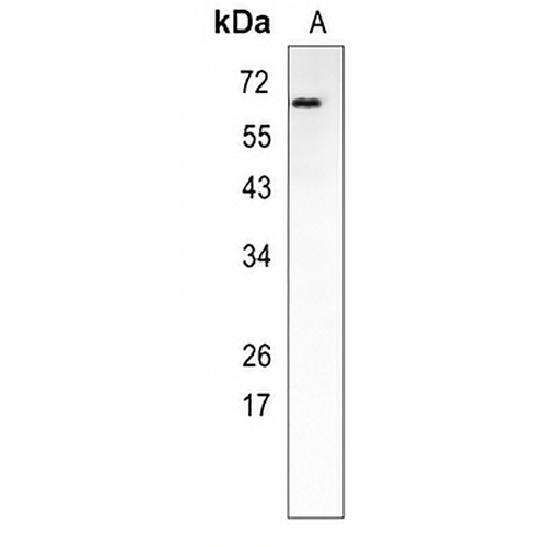 CRMP1 Rabbit Monoclonal Antibody(C956)