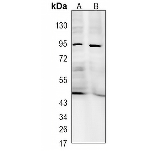 ODF2 Rabbit Monoclonal Antibody(C959)