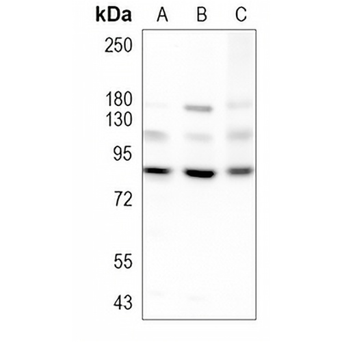 STAT3 Rabbit Monoclonal Antibody(C962)