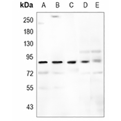 STAT3 Rabbit Monoclonal Antibody(C965)