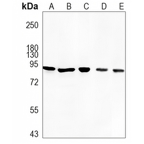 STAT3 Rabbit Monoclonal Antibody(C966)