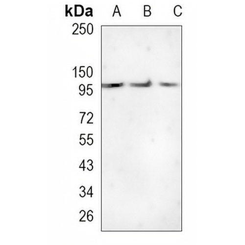 p115 Rabbit Monoclonal Antibody(C967)
