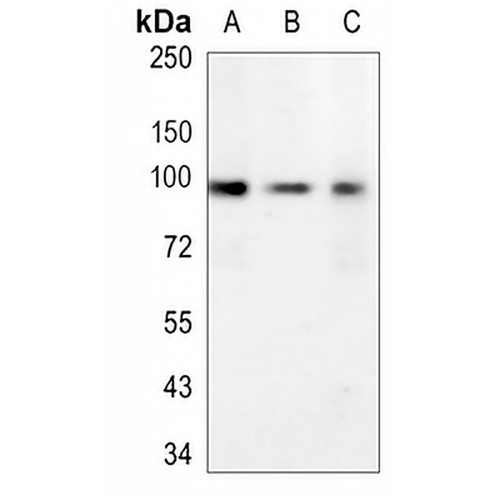 APBB1 Rabbit Monoclonal Antibody(C978)