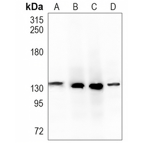 MYO1B Rabbit Monoclonal Antibody(C989)