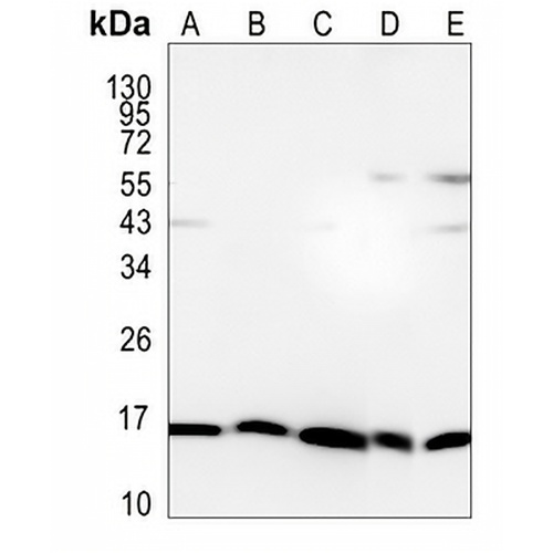DNAJC15 Rabbit Monoclonal Antibody(C994)