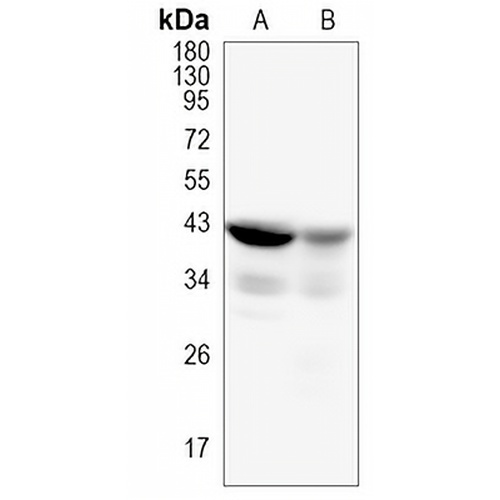 RBMXL2 Rabbit Monoclonal Antibody(C995)