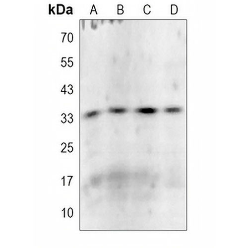 MDH1 Rabbit Monoclonal Antibody(C998)