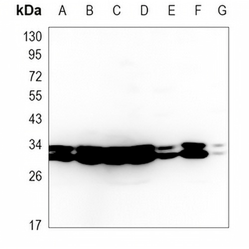 14-3-3-pan Rabbit Monoclonal Antibody(C1001)