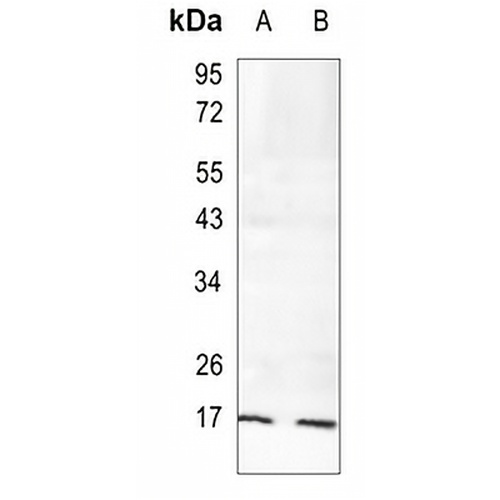 ERp19 Rabbit Monoclonal Antibody(C1009)