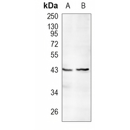 TAPP1 Rabbit Monoclonal Antibody(C1010)