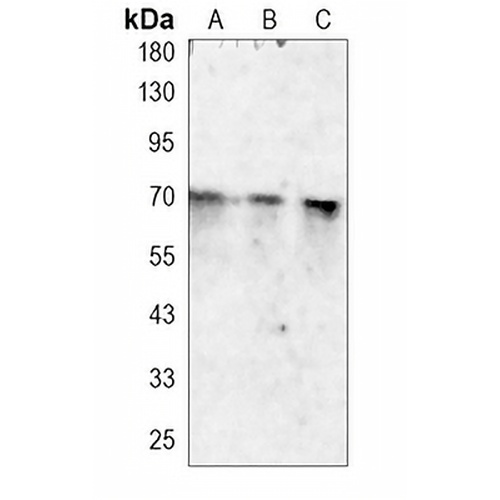 NRF1 Rabbit Monoclonal Antibody(C1012)