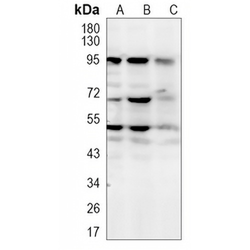NR5A1 Rabbit Monoclonal Antibody(C1014)